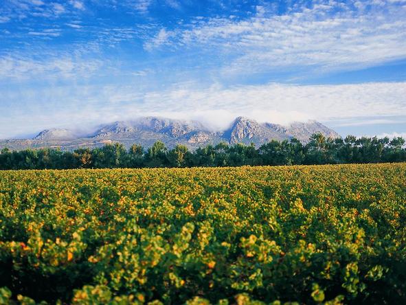 Constantia Uitsig - View